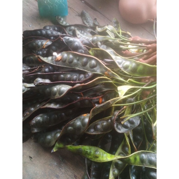 benih bibit petai super Kalimantan, PETAI UNGGULAN perbiji
