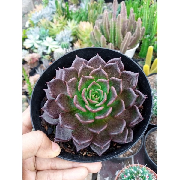 Sukulen Echeveria Black Prince / sukulen mawar