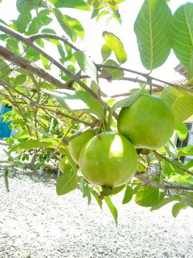 Biji Bunga Evening Primrose (primula) Mixedb