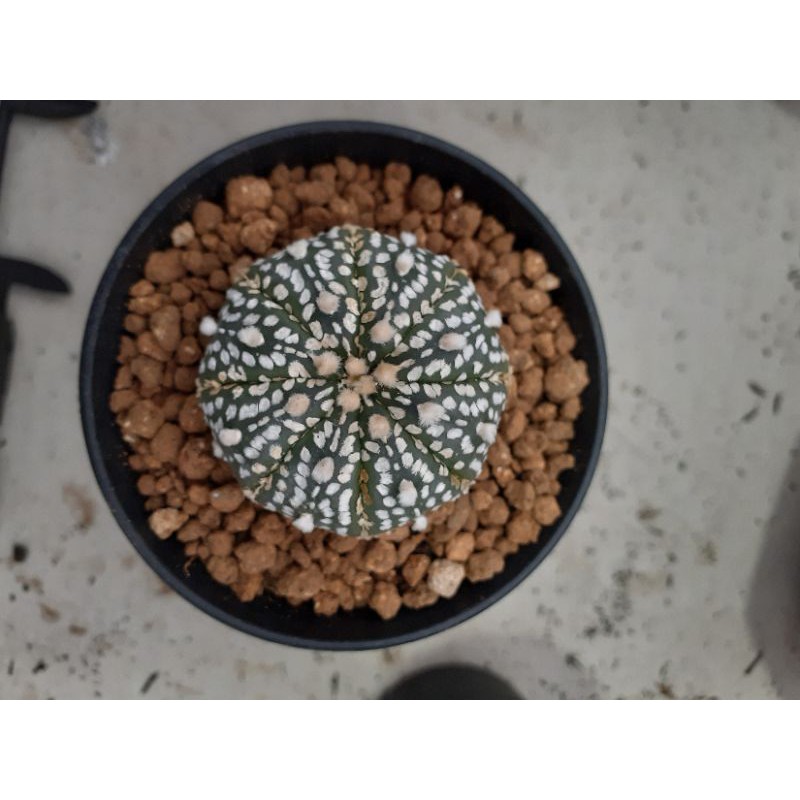 astrophytum asterias kabuto