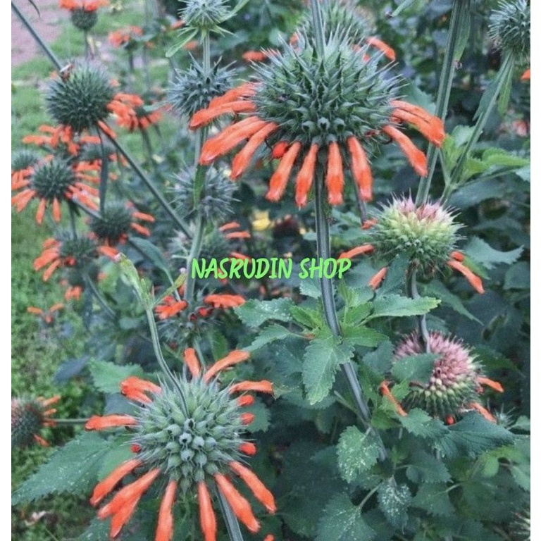 

[Fresh] BIBIT BIJI EKOR SINGA 20 BIJI TEKLAM BIBIT DAUN EKOR SINGA