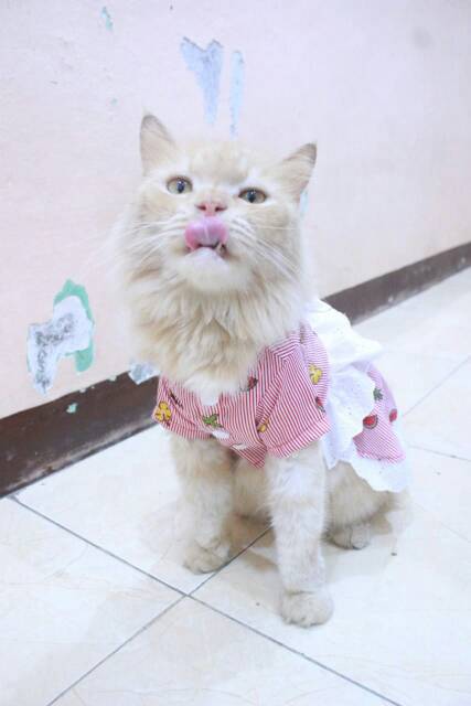 Dress strip bunga buah lucu untuk kucing dan anjing size S M L XL