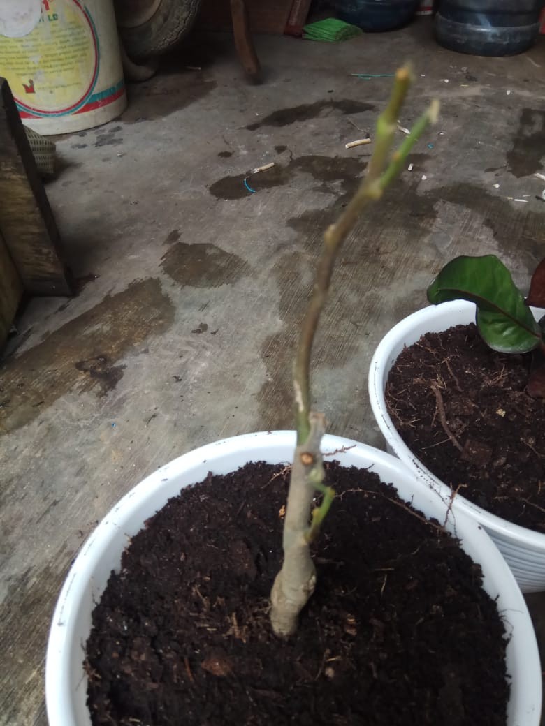 Tanaman Hias Bunga Kenanga Murah