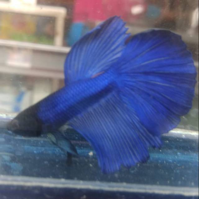 Ikan cupang hias slayer