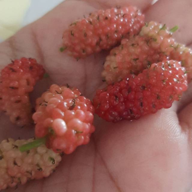 lkptrijayacibuyur