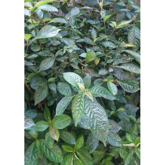 

Daun Keji Beling Segar 500 gram