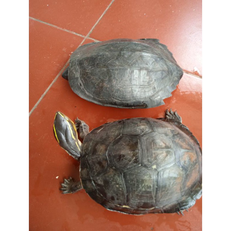 paket kura ambon dan piput