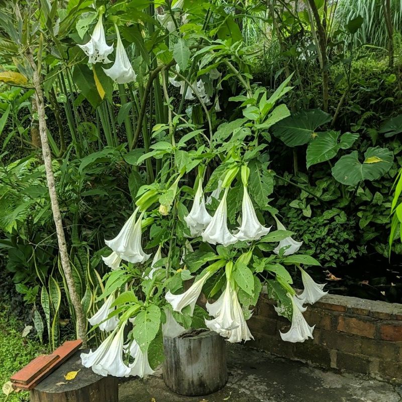 DIARY PETANI - Stek Bunga Kecubung Putih