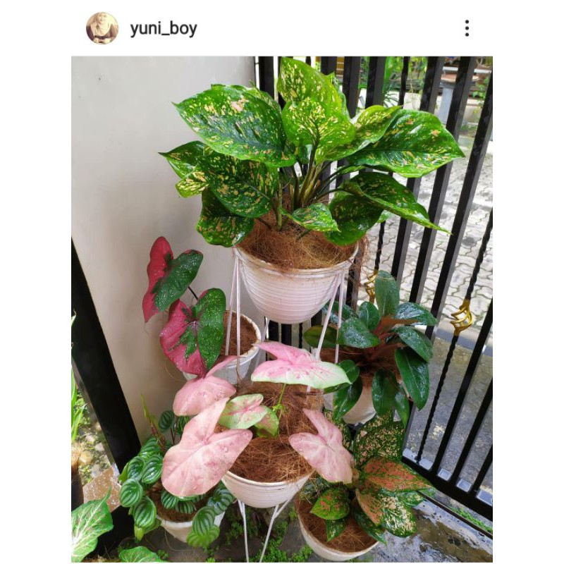 Aglonema aglaonema legacy merah diffenbachia refflector Aglonema aglaonema legacy merah diffenbachia refflector