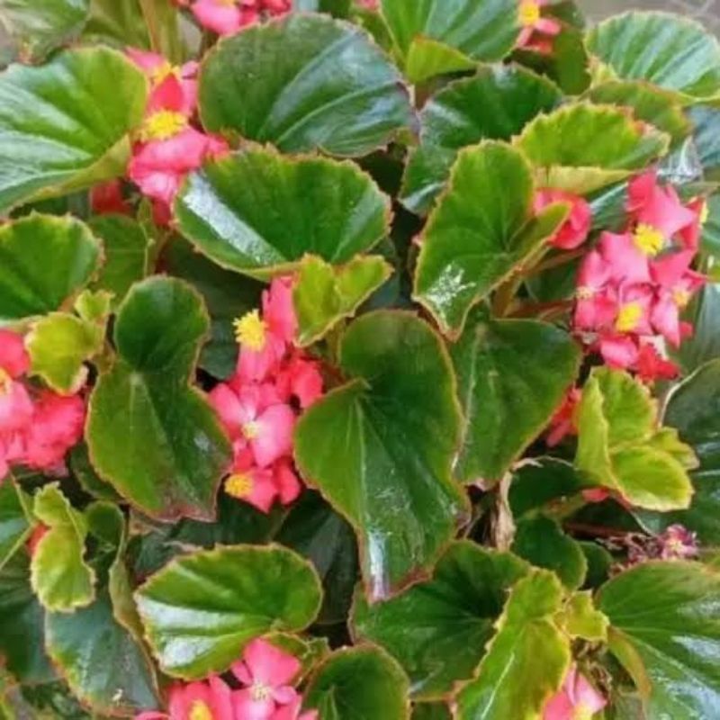 tanaman hias begonia bunga/tanaman bunga begonia hijau/tanaman gantung
