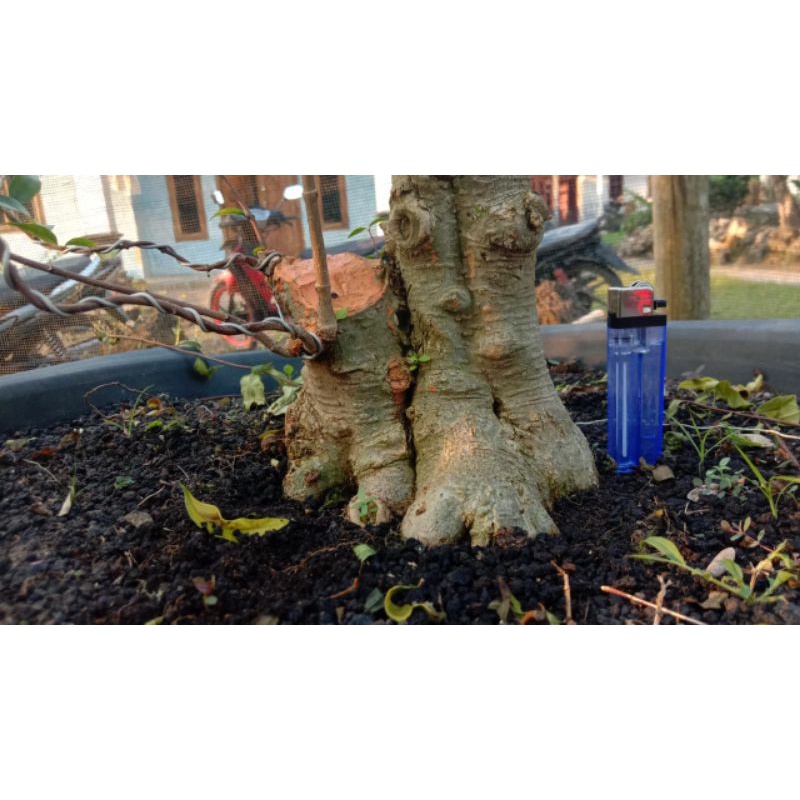 bhan bonsai anting putri|bahan program anting putri