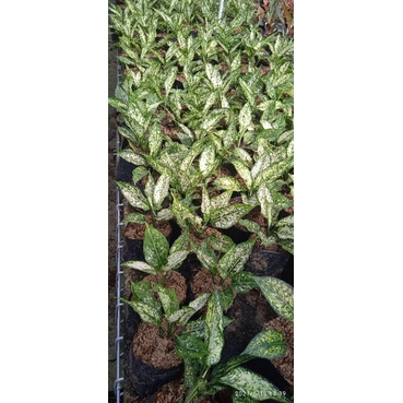 aglonema snow white dewasa