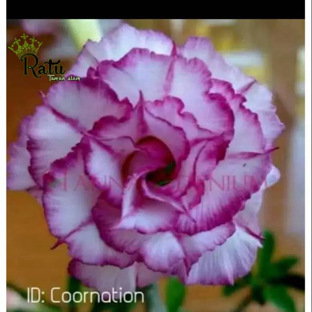 

Bibit bunga adenium cornatioon