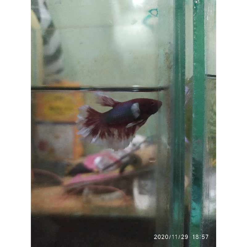 ikan cupang LAVENDER BIG EAR