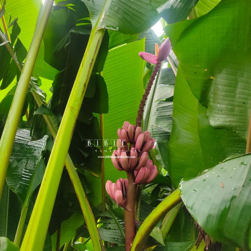 Bibit Pisang Songgolangit/Tongka Langit/Pisang Ungu Unik Langka