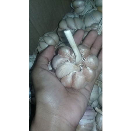 

bawang putih super