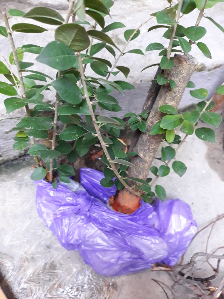 Bahan Bonsai Pohon Sisir / Kaliage Medium Berkarakter