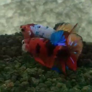 Betta multicolor pair