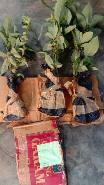 Bibit Alpukat Lam Hass Bibit Benih Tanaman Buah Apokat Lam Hass