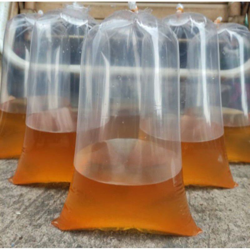 Artemia hidup pakan Burayak umur 4-30 hri