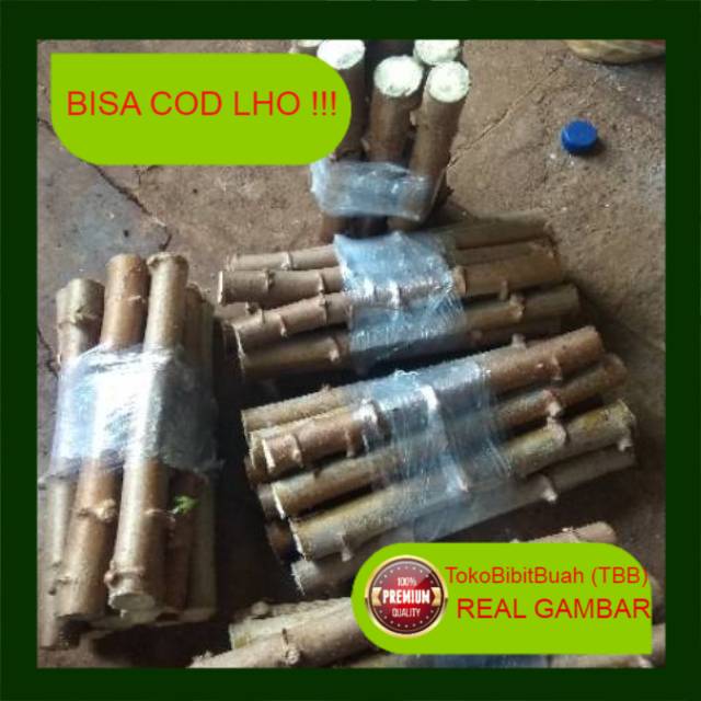 Bibit stek ketela pohon / Ubi kayu / bibit pohon singkong per ikat