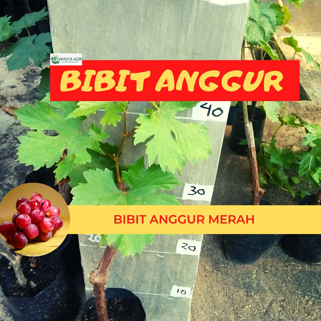 Bibit Anggur merah, BISA COD, bibit anggur pohon ninel cepat berbuah