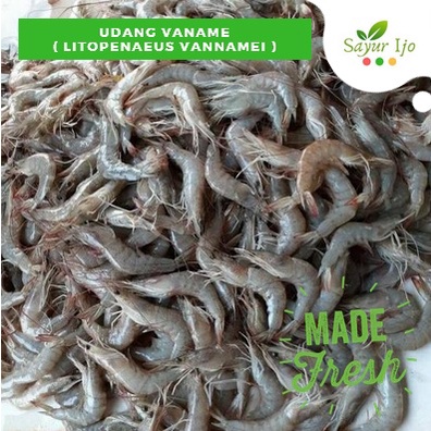 

Udang Vaname Size KECIL 500 Gram Fresh Shrimp BUKAN BEKU Seafood Segar