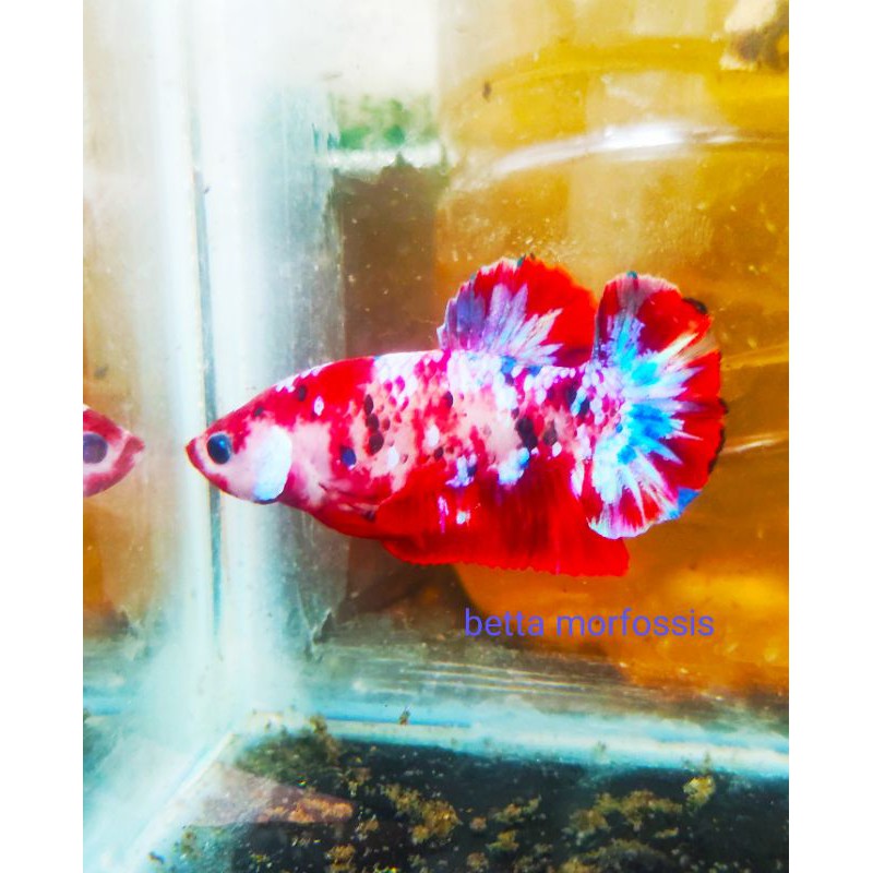 red koi galaxy/siap bread/indukan