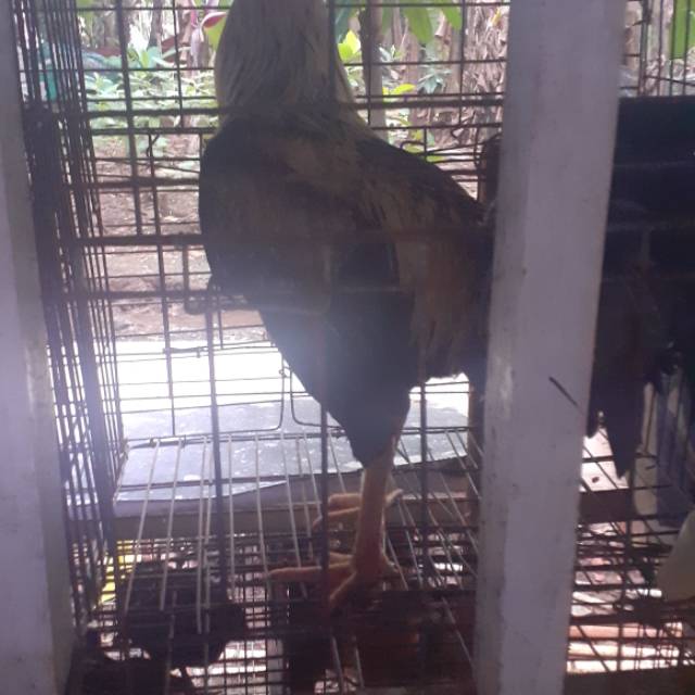 

Ayam jago fresh 2,7 kg
