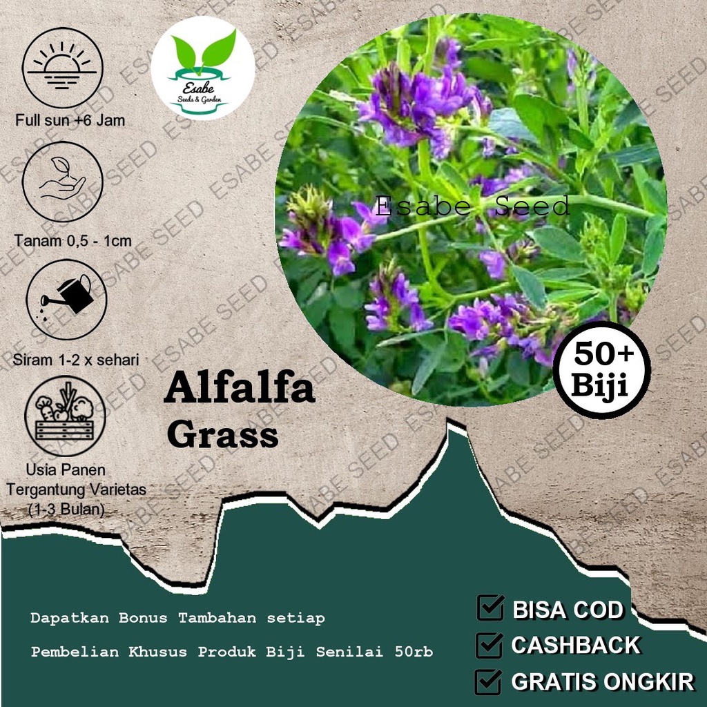 Benih Biji Alfalfa Grass IMPORT
