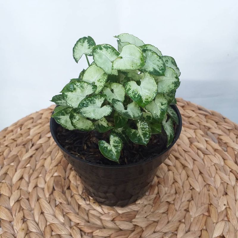 Keladi Liliput