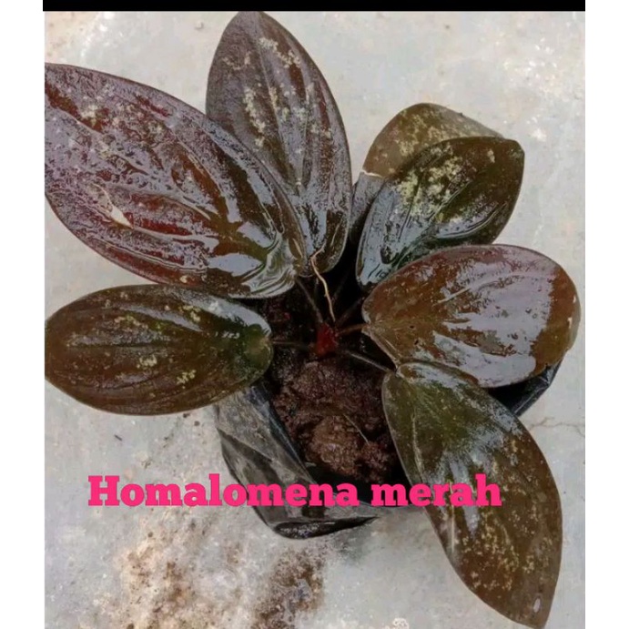 Homalomena red  velvet