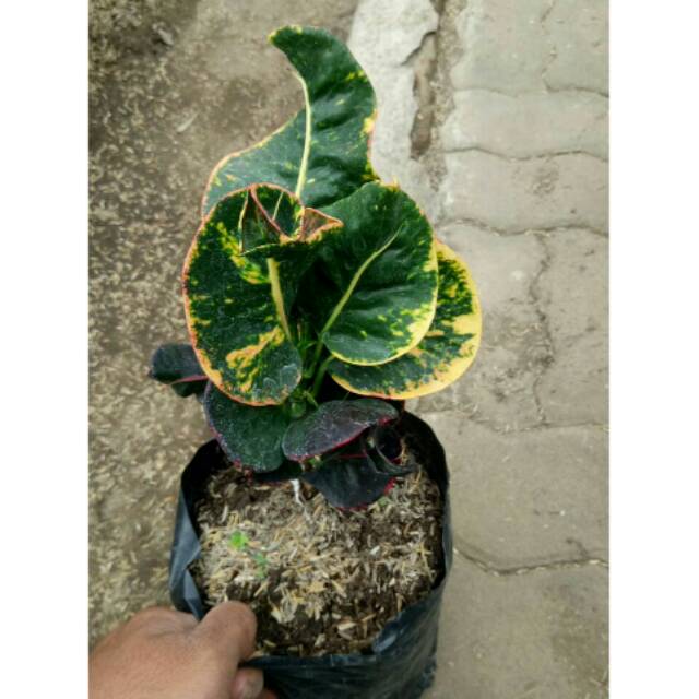 Tanaman Puring Apel Kerang