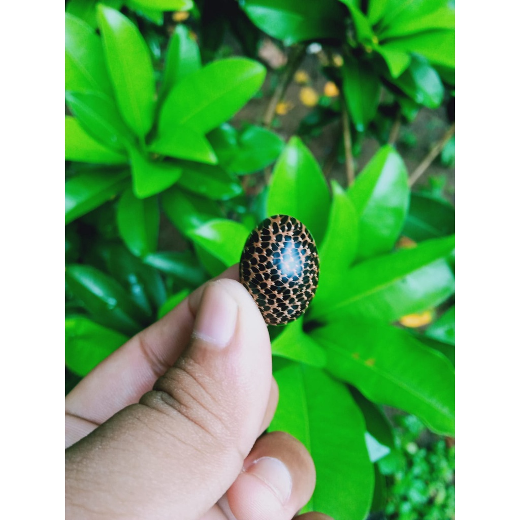 Mata Cincin Kayu Liwung (N)