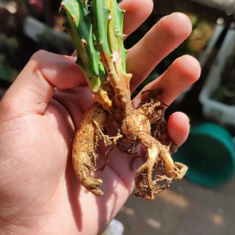 Euphorbia Knutii Sukulen Bonggol Unik