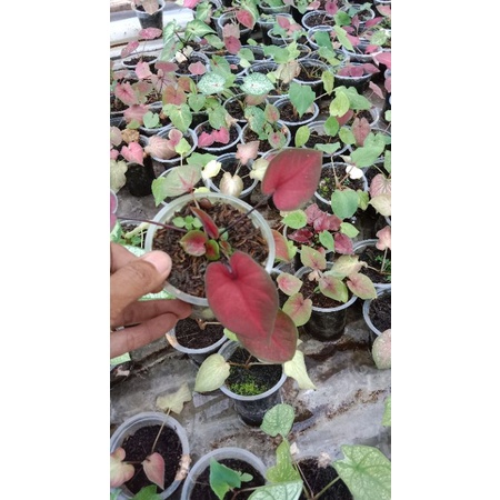 keladi hibrid ori biji