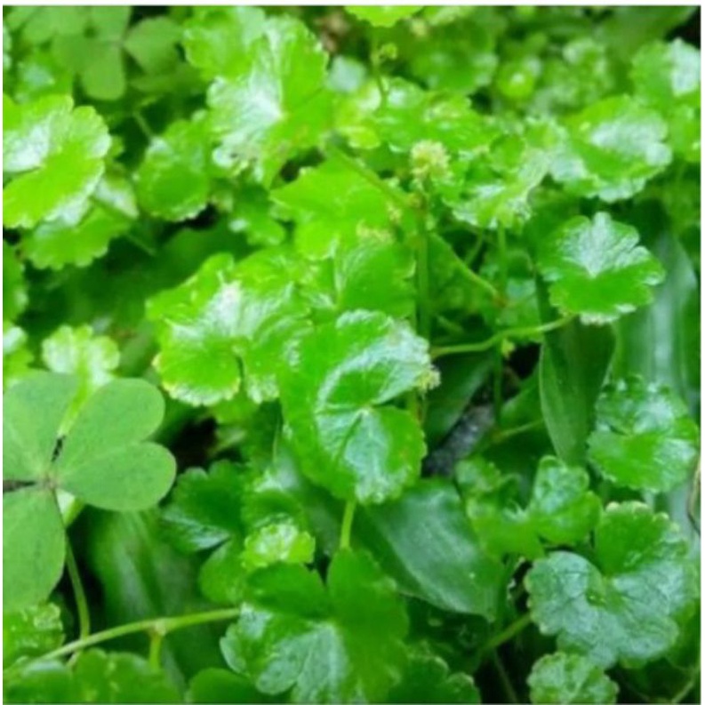 

Daun Semanggi kecil 150gr