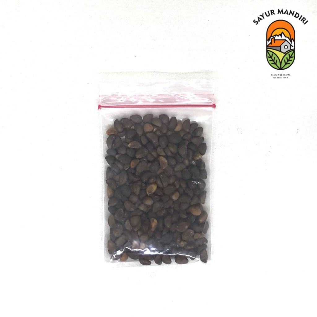 Benih Kangkung Seribuan