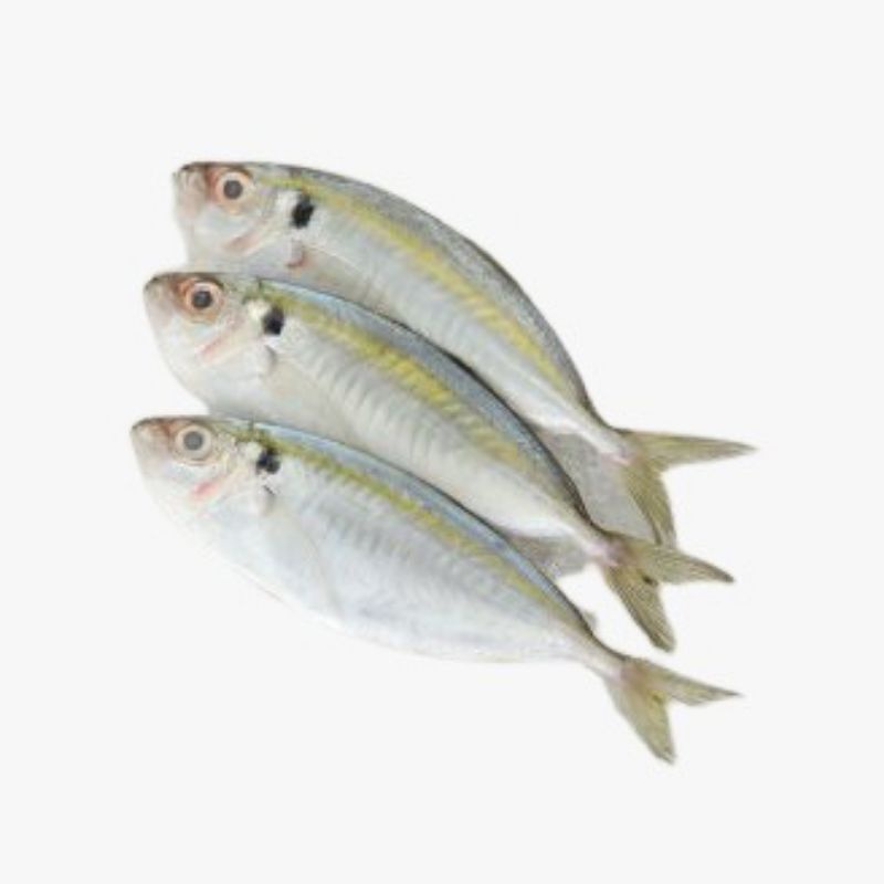 

Ikan Selar Segar