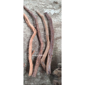 kayu santigi gunung size s
