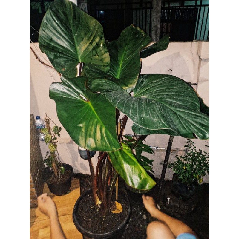 Keladi hitam batang merah/Keladi Emalomanema/Caladium