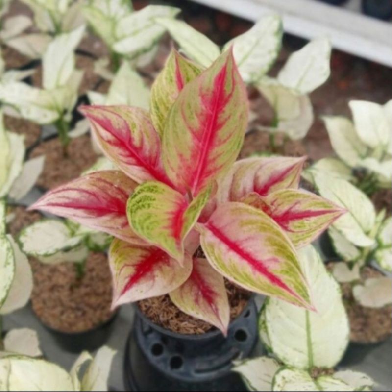 

Bibit bongolan aglonema red ndot mutasi