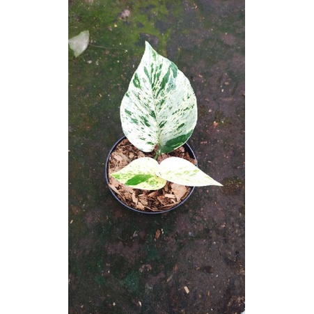 sirih gading marble queen size jumbo