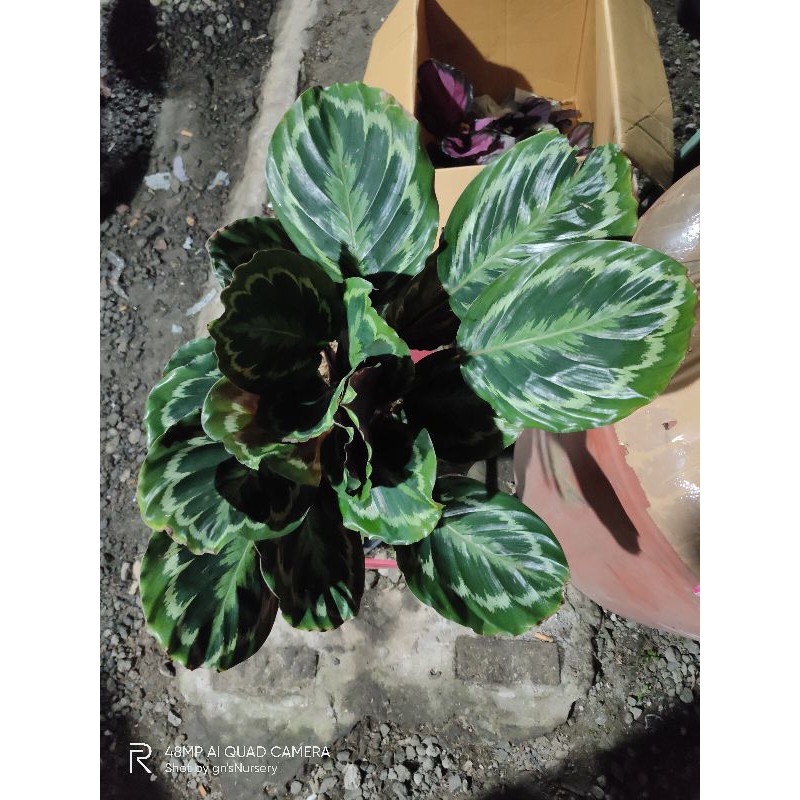 calathea medalion