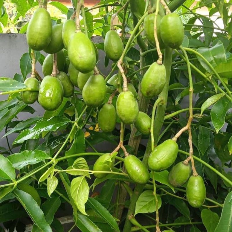 Bibit Tanaman Buah Kedondong Bangkok