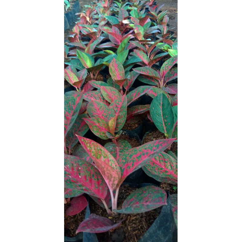 Aglaonema red stardas