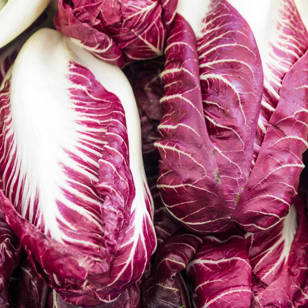 Benih Bibit Biji - Radicchio Rouge de Verona (Cichorium intybus) Seeds - IMPORT