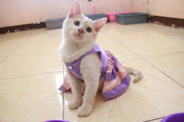 Dress ungu mix krem untuk kucing dan anjing lucu / baju kucing murah terlaris size S-XL