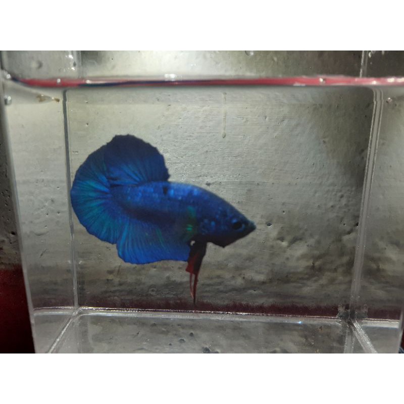 

ikan cupang royal blue