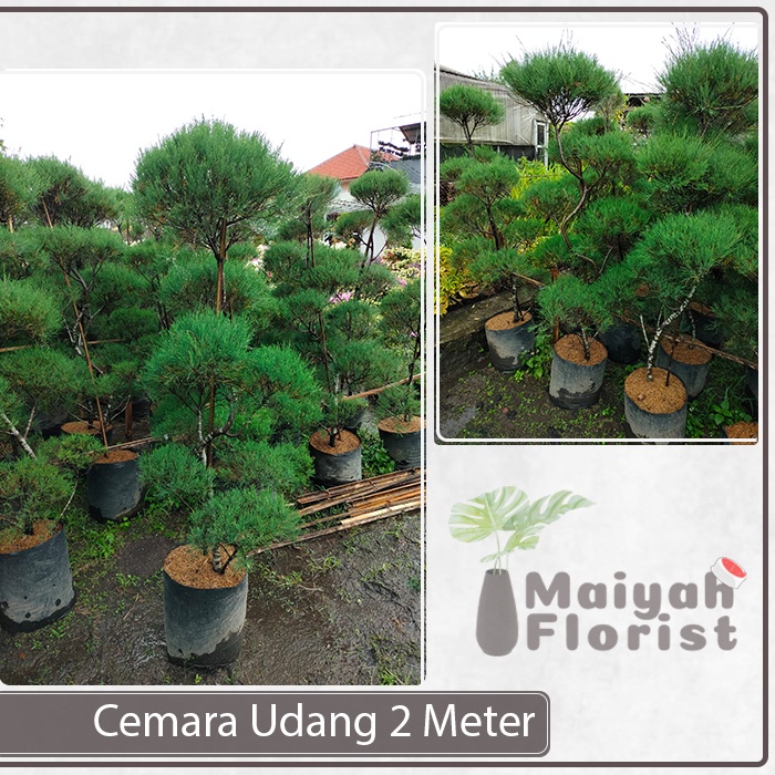 Cemara Udang 2 Meter - Besar - Tinggi - Casuarina equisetifolia - Tanaman Hias